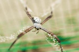 Close up macro shot of spider. Soft focus. Selective focus photo