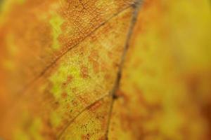 Background of autumn leaves with stripes and cells. soft focus photo