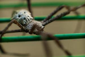 Close up macro shot of spider. Soft focus. Selective focus photo