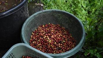 process of cleaning coffee beans video