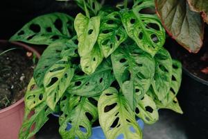 Monstera tropical ornamental plant on the rise. This plant is being loved by the public and is usually used as a minimalist-style room decoration because its shape is considered aesthetic photo