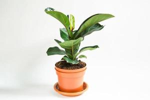 ficus lirata bambino en una olla sobre un fondo blanco. cultivo de plantas de interior en macetas, decoración, cuidado y cultivo de casas verdes foto