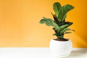 ficus lirata bambino en una olla sobre un fondo amarillo. cultivo de plantas de interior en macetas, decoración, cuidado y cultivo de casas verdes foto