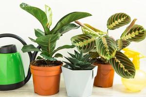 un grupo de plantas de interior populares en macetas calathea, maranta, marantaceae, haworthia, ficus lirata, benjamin, echeveria. cultivo de plantas de interior en macetas, decoración, cuidado y cultivo de casas verdes foto