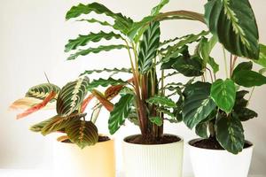 A group of popular potted house plants Calathea, Maranta, Marantaceae, Haworthia, Ficus lirata, Benjamin, Echeveria. Growing potted house plants, green home decor, care and cultivation photo