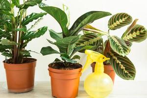 A group of popular potted house plants Calathea, Maranta, Marantaceae, Haworthia, Ficus lirata, Benjamin, Echeveria. Growing potted house plants, green home decor, care and cultivation photo