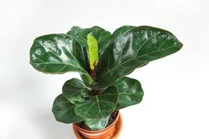 ficus lirata bambino en una olla sobre un fondo blanco. cultivo de plantas de interior en macetas, decoración, cuidado y cultivo de casas verdes foto