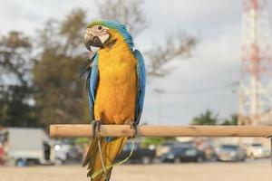 The yellow, blue and green macaw is a young bird perched on a wood with a tree background and a phone tower on the sandy beach in the evening.