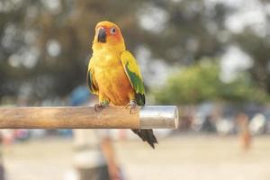 The yellow, blue and green macaw is a young bird perched on a wood with a tree background and a phone tower on the sandy beach in the evening.
