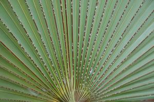 fondo de patrón de hoja de palma verde en árboles diurnos en el bosque. concepto de hojas y naturaleza. la naturaleza proporciona aire y agua pura. concepto de fondo de hoja verde para gráfico. fondo de la naturaleza