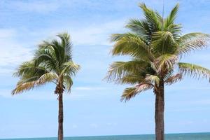 coconut trees on beach in day, green coconut trees with sea and blue sky.