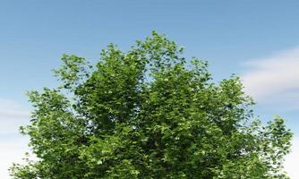 Closeup of green tree top with cloudy sky background. Nature and landscape concept. 3D illustration rendering photo
