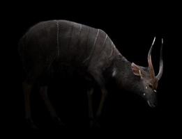 male nyala standing in the dark photo