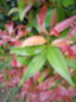 foto borrosa de plantas ornamentales de brotes rojos