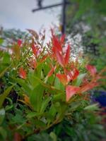 foto de brotes rojos de plantas ornamentales