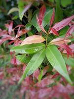 foto de brotes rojos de plantas ornamentales