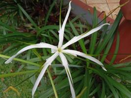 foto de planta ornamental de lirio blanco
