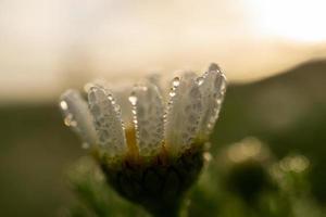 close-up of unfocused daisy with dew drops photo