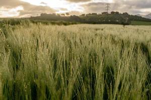ears of wheat with dewdrops at sunrise in the field photo