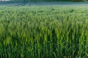 siembra de trigo en crecimiento foto