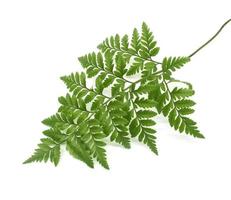 green leaves of fern isolated on white photo