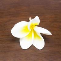 frangipani flower isolated on wood photo