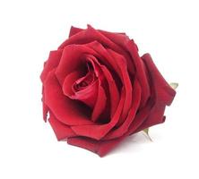 red rose isolated on white background photo