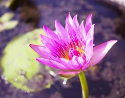 Violet water lily lotus flowers in the pool