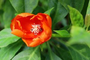 una flor naranja brillante de cactus rosa o rosa de cera y fondo de hojas verdes borrosas. la flor está floreciendo pétalos abiertos y polen blanco, tailandia. foto