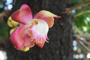 A Cannonball flower is blooming and blur dark tree background. photo