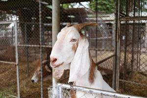 A white goat in cage is extending the head. photo