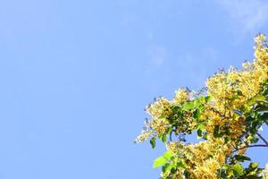 Yellow flowers of Burmese Ebony or Burma Padauk and blue sky background, Thailand. photo