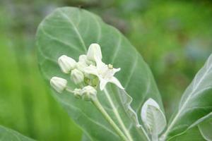 White buds and blooming flower of Giant Indian Milkweed or Gigantic Swallowwort on branch and light green leaves background, Thailand.