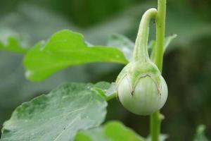 A young fruit of Thai eggplant is on branch and leaves, Thai eggplant is ingredient Thai curry ,Thailand. photo