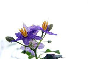 Flower of Purple-Fruited Pea Eggplant and white background. Another name is Solanum Trilobatum, Sparrow's Brinjal. photo