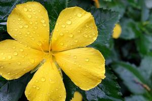 A yellow flowers and droplets on petal.