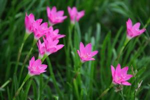 flores de color rosa brillante de lirio de lluvia o lirio de zephyranthes y fondo de hojas verdes borrosas en la naturaleza. otro nombre es lirio de hadas, lirio atanasco.