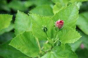 A branch of buds and bright blur green leaves background of Chinese Rose or Hibiscus. photo
