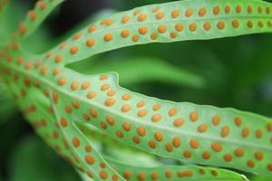 Orange spots of spore on back of fern's green leaf. Row of orange spots beside middle line of leaf. photo