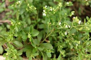 Green leaves of Stevia and blur buds on shoot . Another name is Candyleaf, Sweetleaf or Sugarleaf. photo