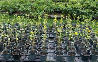 Young sunflower tree in gray plastic pots growing in row on plastic plate and blur green leaves of shrub background.