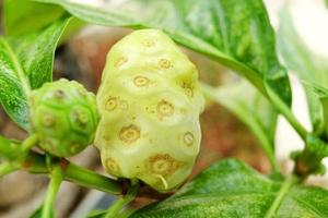 Ripe Noni fruit on branch and green background. Another name is Great Morinda, Tahitian Noni, Indian Mulberry, Beach Mulberry. In Thailand ripe Noni fruit fermented with sugar for healthy drink. photo