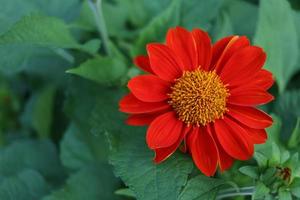 Top view, Red Mexican sunflower blooming and blur green leaves background.