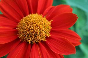 Red Mexican sunflower blooming and green leaves background. Close up view. photo