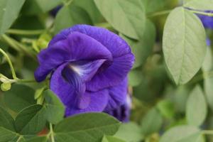 A Butterfly Pea flower blooming on branch with blur green leaves. Another name is Blue pea, Asian pigeonwings, Darwin pea, Bluebellvine. photo