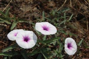 Thai Morning Glory or River spinach's flowers blooming on branch and leaves are on ground. Another name is Water Morning Glory, Swamp Morning Glory, Thailand. photo