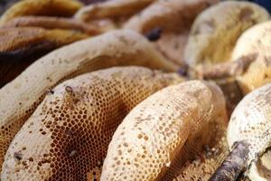 Light brown Honey combs and sunlight. photo