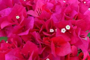 Red Bougainvillea flowers or paper flower and droplets on petal. photo