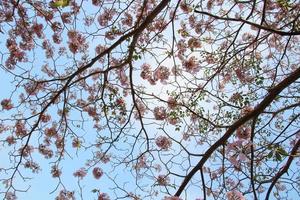 flores rosadas de árbol de trompeta rosa o tecoma rosa están en ramas y fondo de cielo azul, tailandia. foto