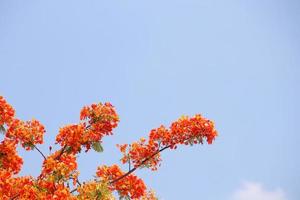 las flores naranjas del árbol de llamas o la poinciana real están floreciendo y el fondo azul claro del cielo. foto